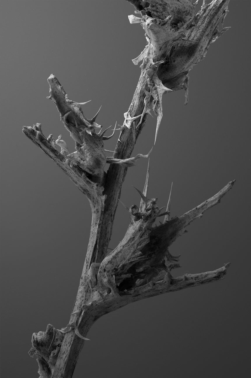 1908-09-5684 /Limited Edition of 3