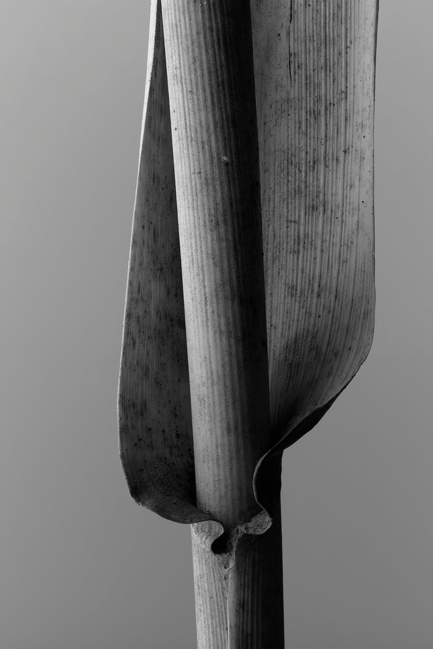 1910-05-4864 /Limited Edition of 3