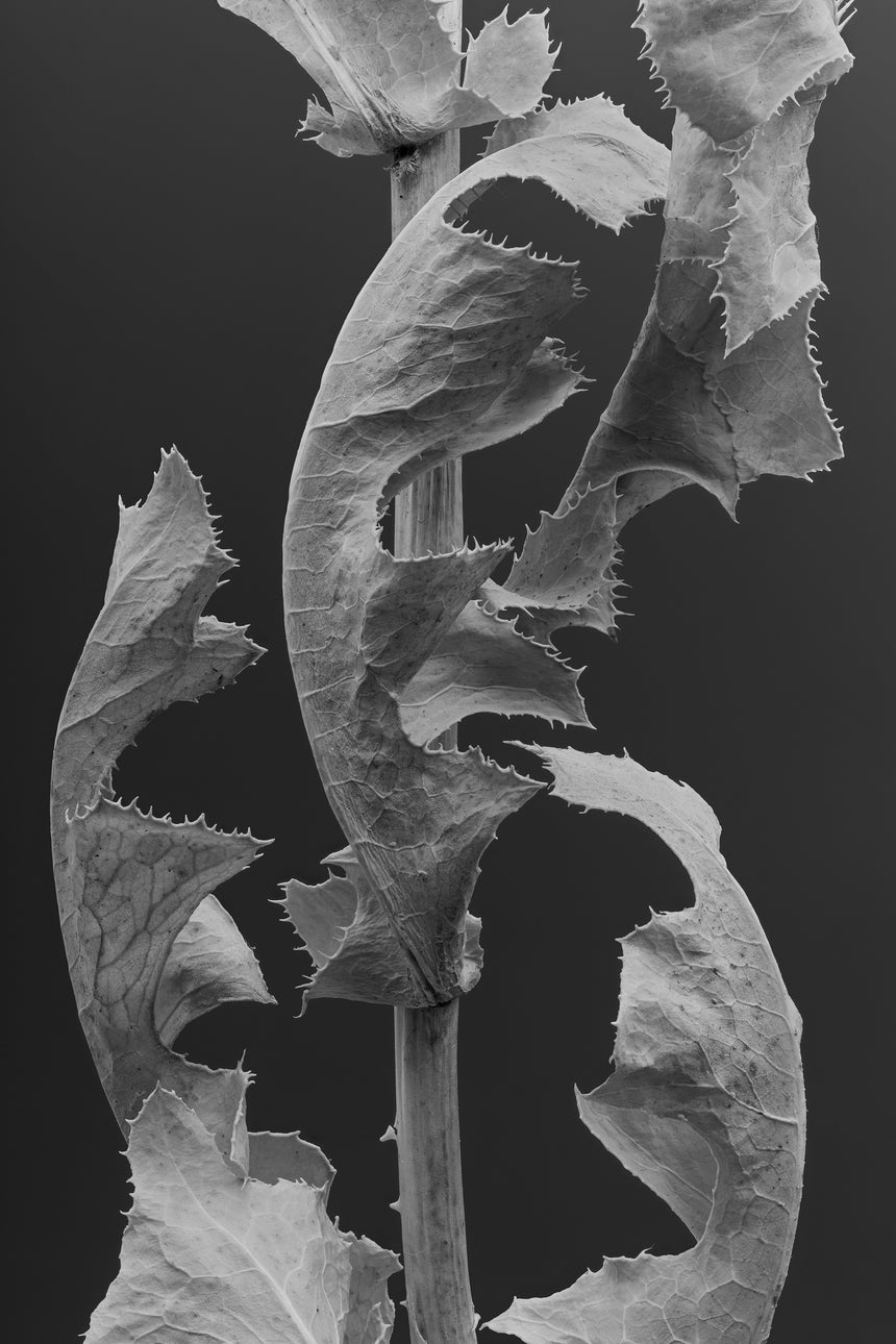 1910-07-3857 /Limited Edition of 3