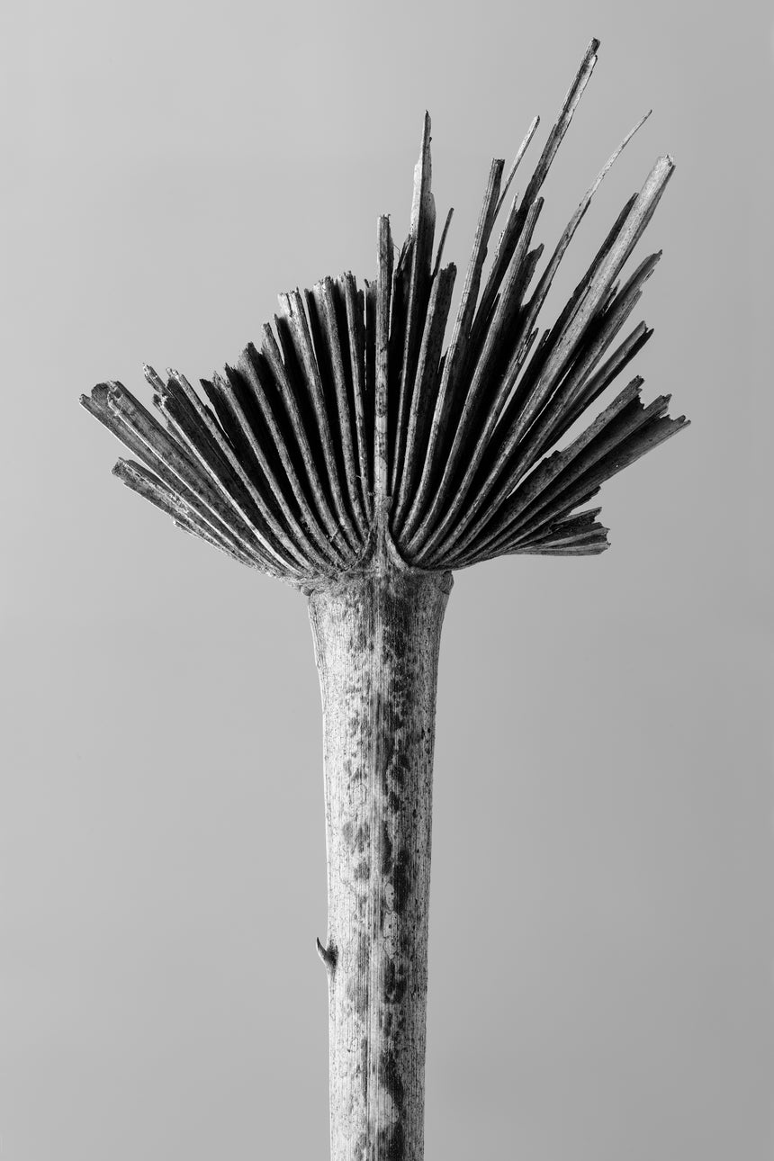 2002-01-5796 /Limited Edition of 3